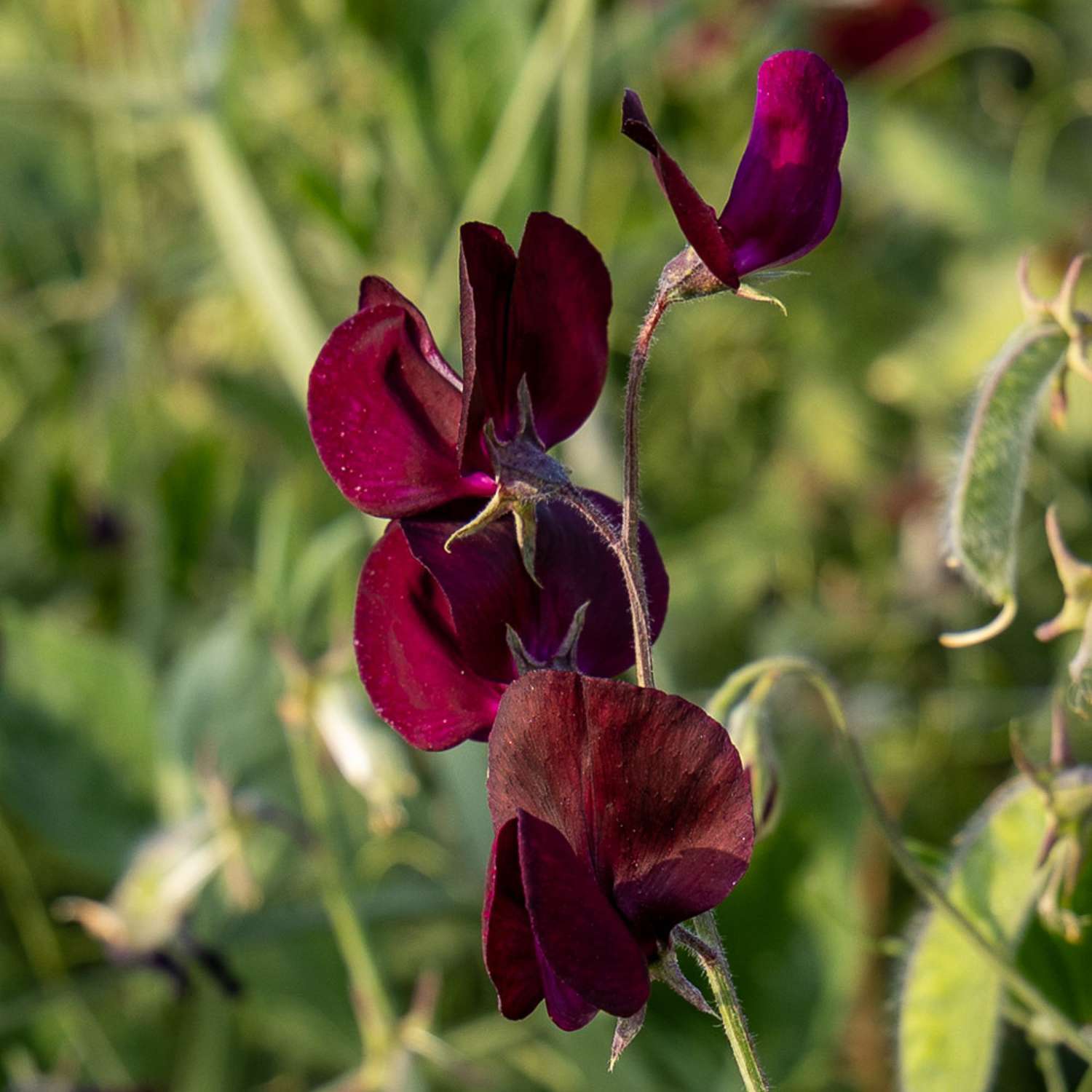 Pois de senteur 'Elegance Burgundy' (graines)